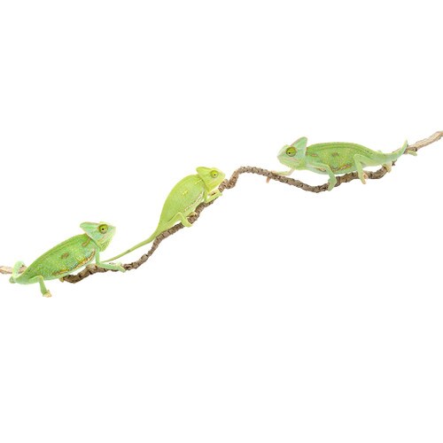 Group of 3 Female Yemen Chameleon